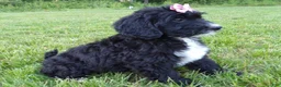 Bernedoodle dogs for sale: Kelly - Ad 3
