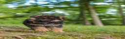 German Shepherd dogs for sale: German Shepherd 2 - Ad 5
