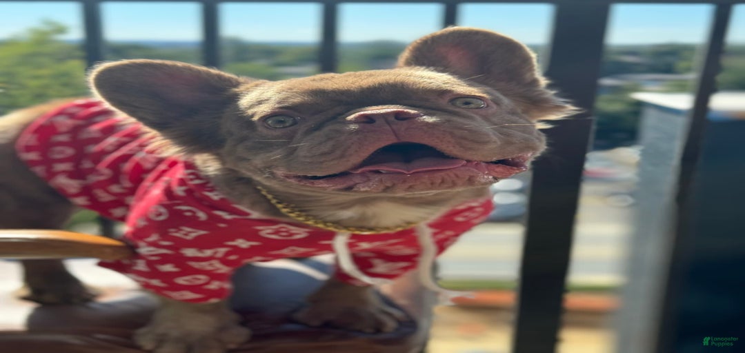 Gallery Image {{count}}