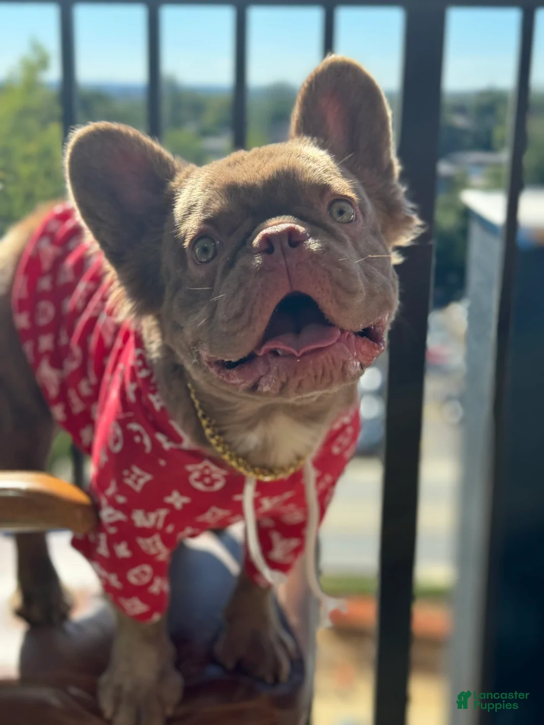 Gallery Image {{count}}