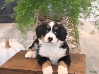 Mini Bernedoodle dogs - Ad 21