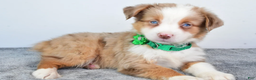 Miniature Australian Shepherd dogs for sale: Ava - Ad 8