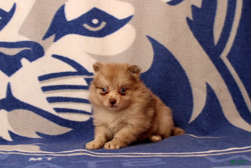 Pomeranian dogs Gilma - Ad 1