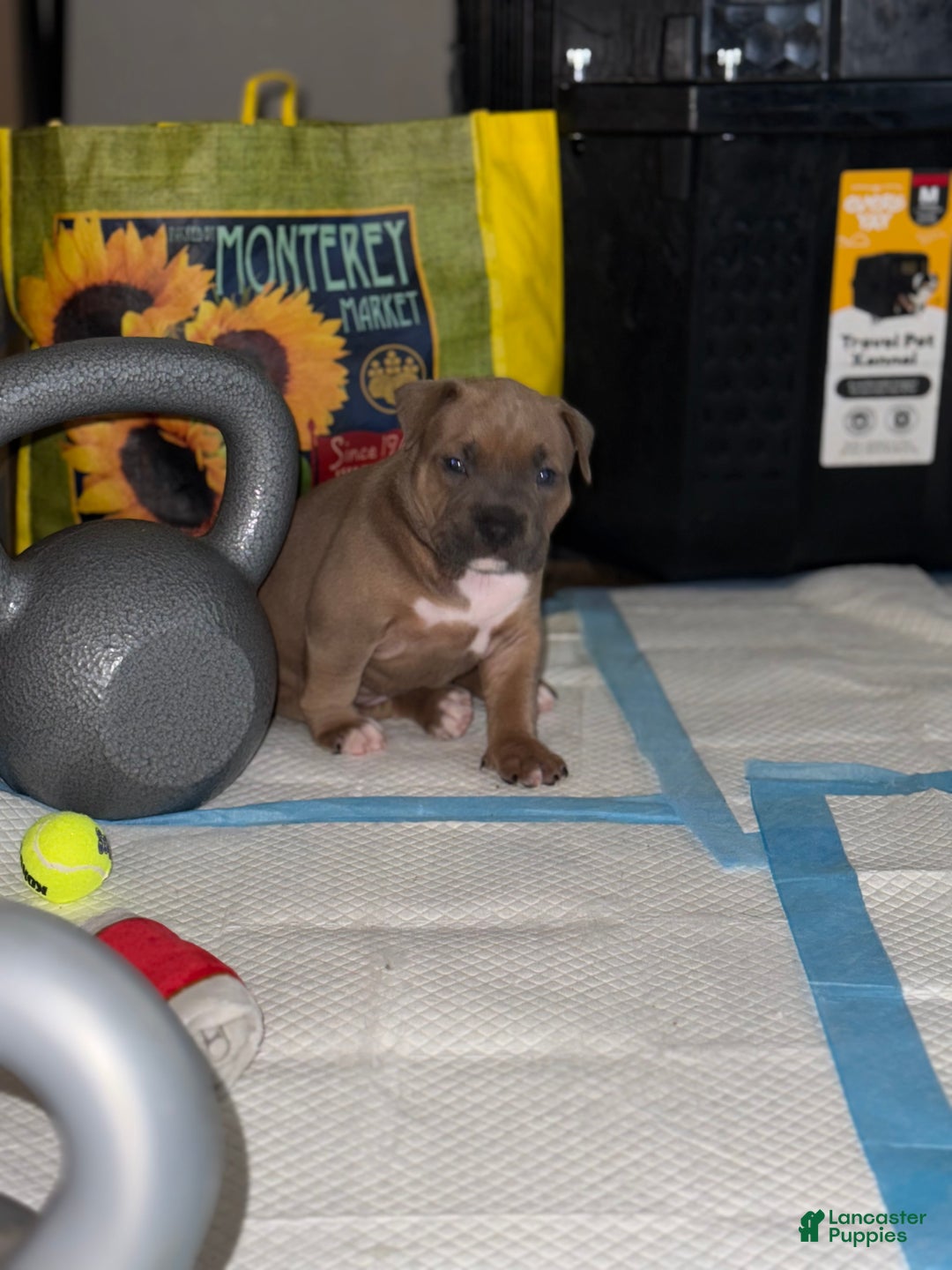 American Bully dogs for sale: Ice - Ad 1
