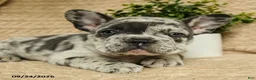 French Bulldog dogs for sale: Astro - Ad 5
