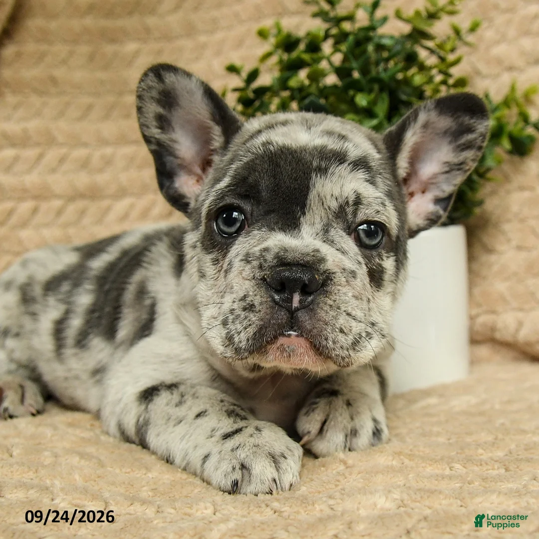 French Bulldog dogs for sale: Astro - Ad 5