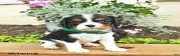 Cavalier King Charles Spaniel dogs for sale: Diamond  - Ad 2