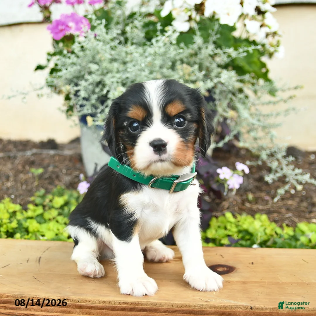 Cavalier King Charles Spaniel dogs for sale: Diamond  - Ad 2