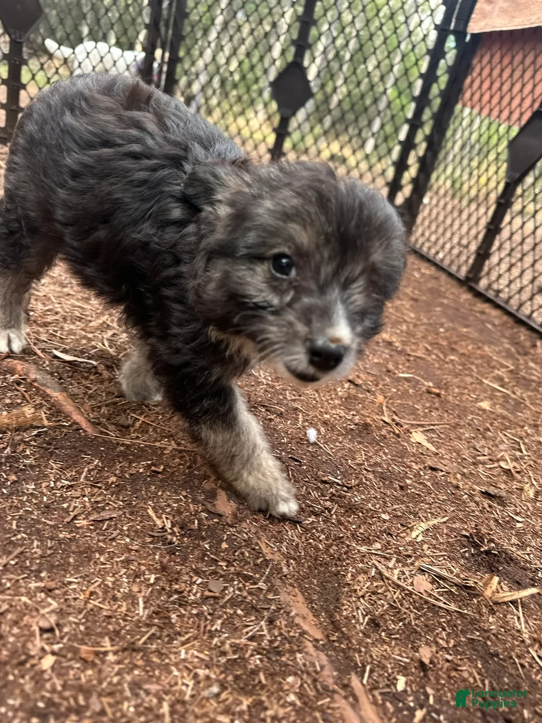 Mixed Breed dogs for sale: Mixed Breed Puppy 2 - Ad 1