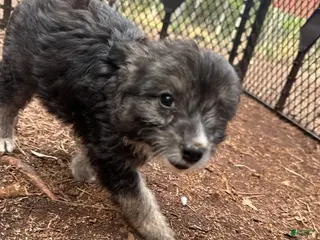 Mixed Breed dogs Mixed Breed Puppy 2 - Ad 27