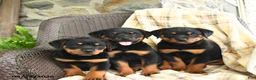 Rottweiler dogs for sale: Greta - Ad 5