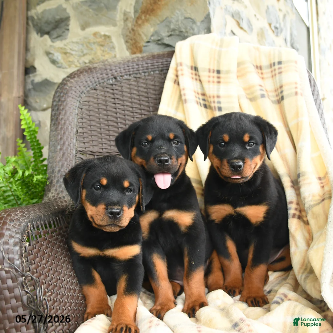 Rottweiler dogs for sale: Greta - Ad 5