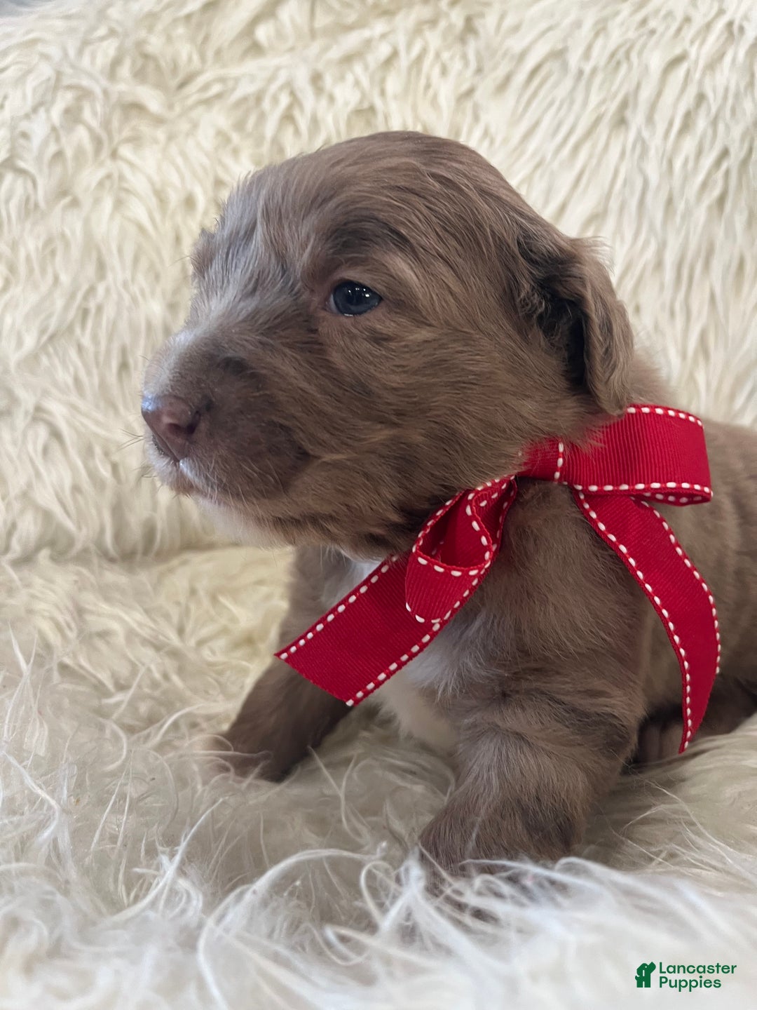 Mixed Breed dogs for sale: Buddy - Ad 3