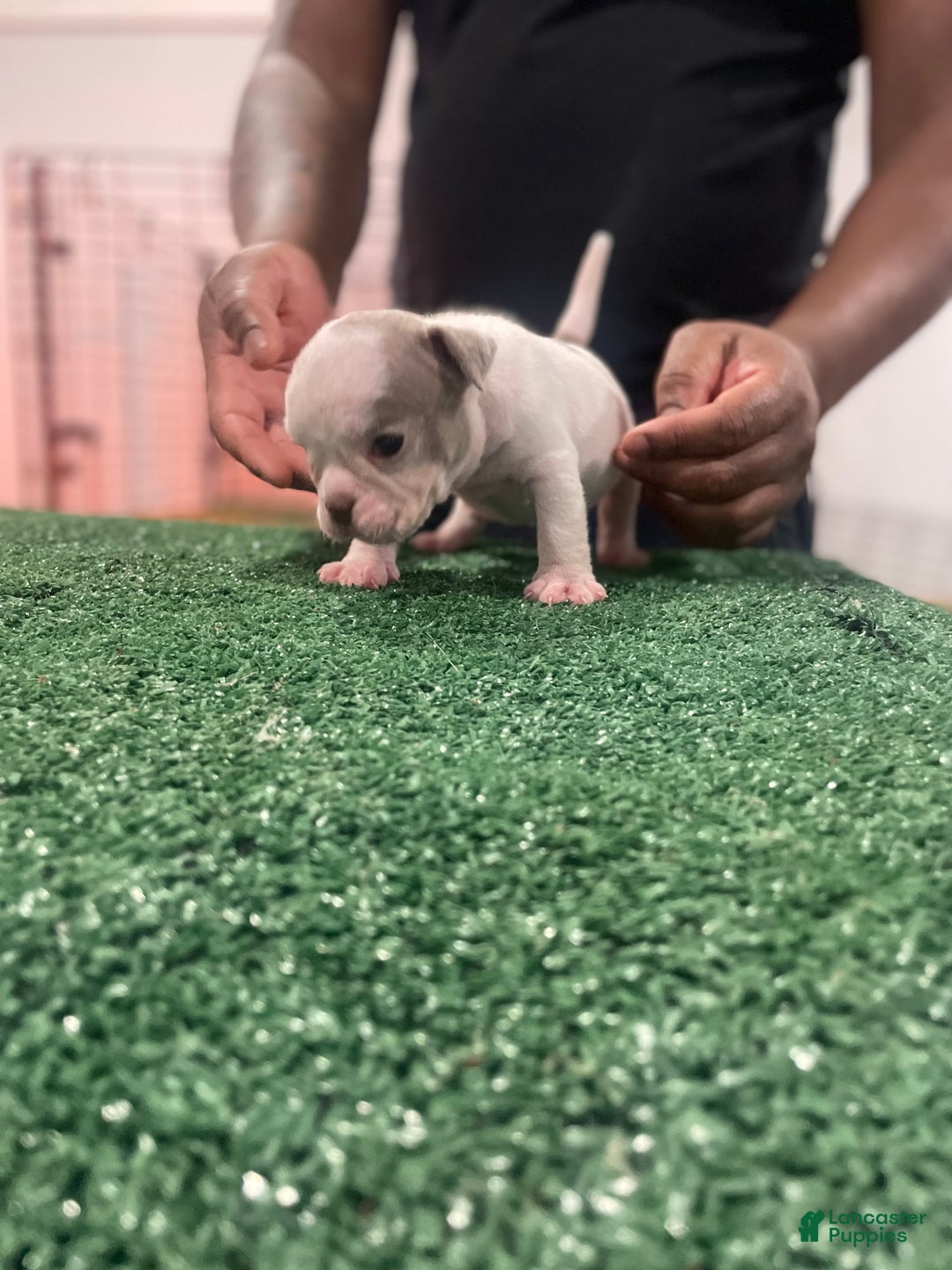 American Bully dogs for sale: American Bully Puppy 4 - Ad 3