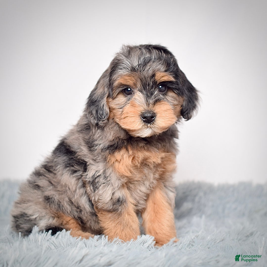 Mini Goldendoodle dogs for sale: Mr. Rambo - Ad 3