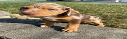 Mixed Breed dogs for sale: Arlo - Ad 2