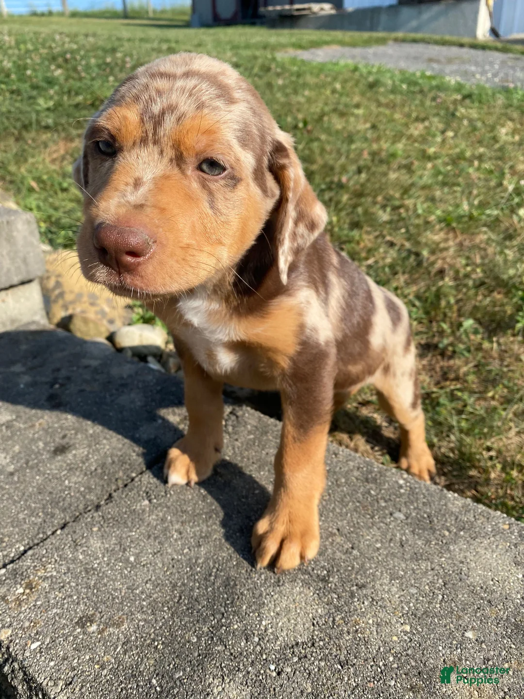 Mixed Breed dogs for sale: Arlo - Ad 2