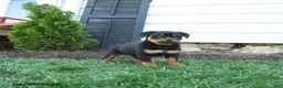 Rottweiler dogs for sale: Cotton - Ad 3