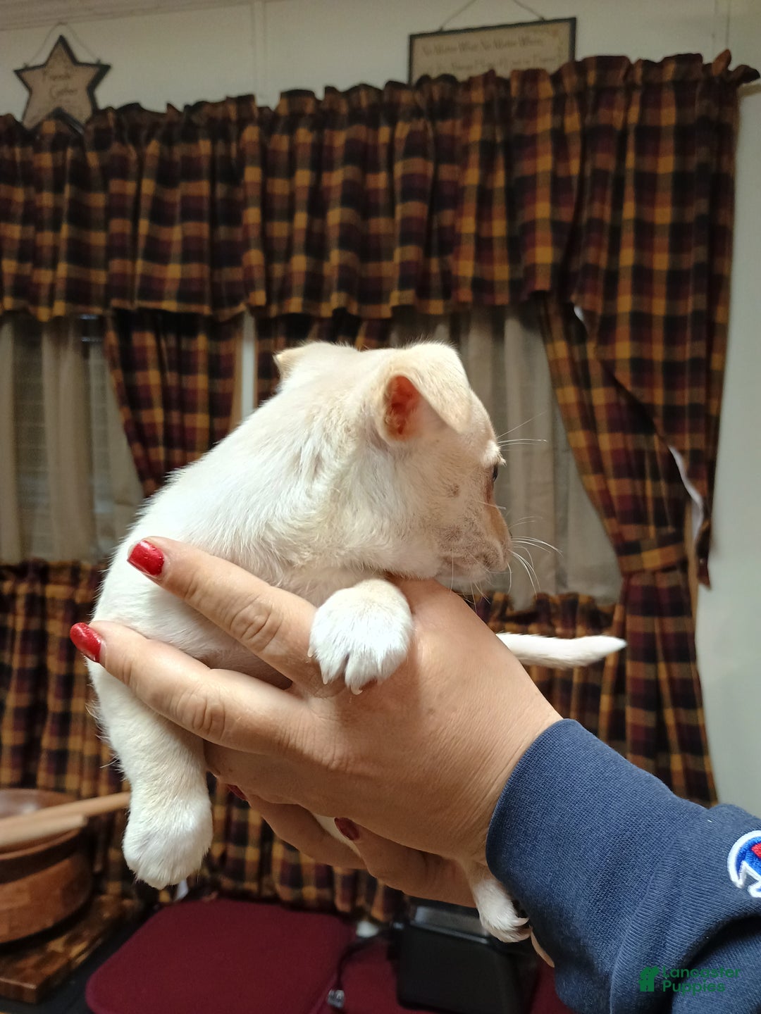 Chihuahua dogs for sale: Ziggy toy - Ad 7