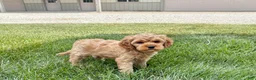 Mixed Breed dogs for sale: Cockapoo/Cavapoo male 1 - Ad 7