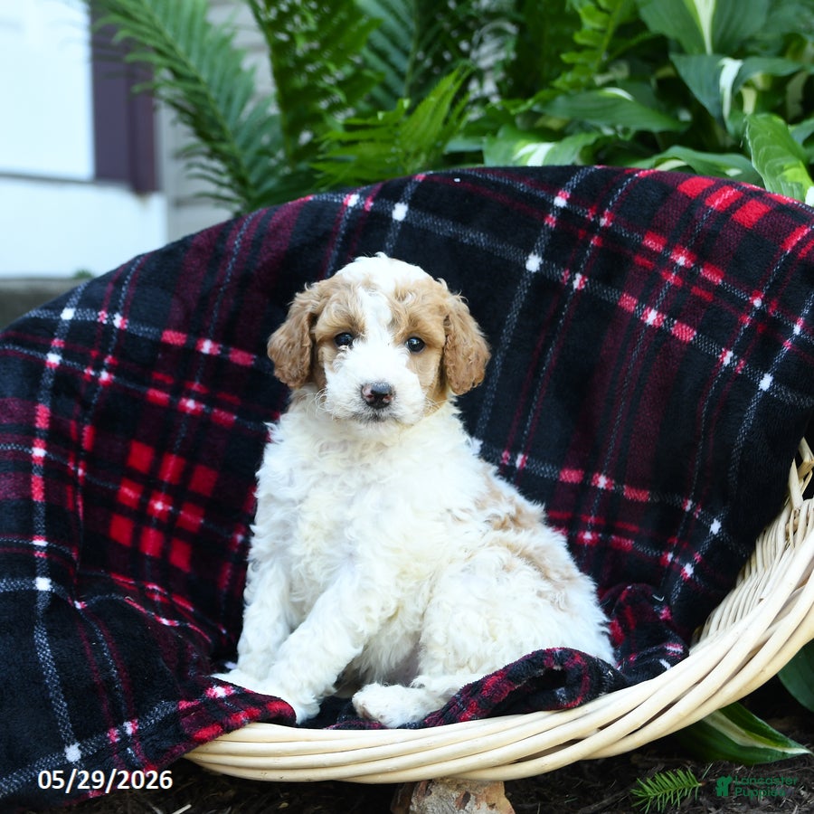 Goldendoodle dogs Forest - Ad 1