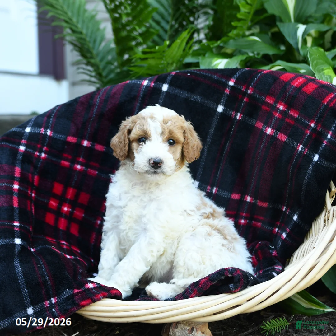 Goldendoodle dogs for sale: Forest - Ad 1