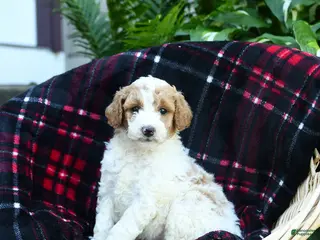 Goldendoodle dogs for sale: Forest - Ad 4
