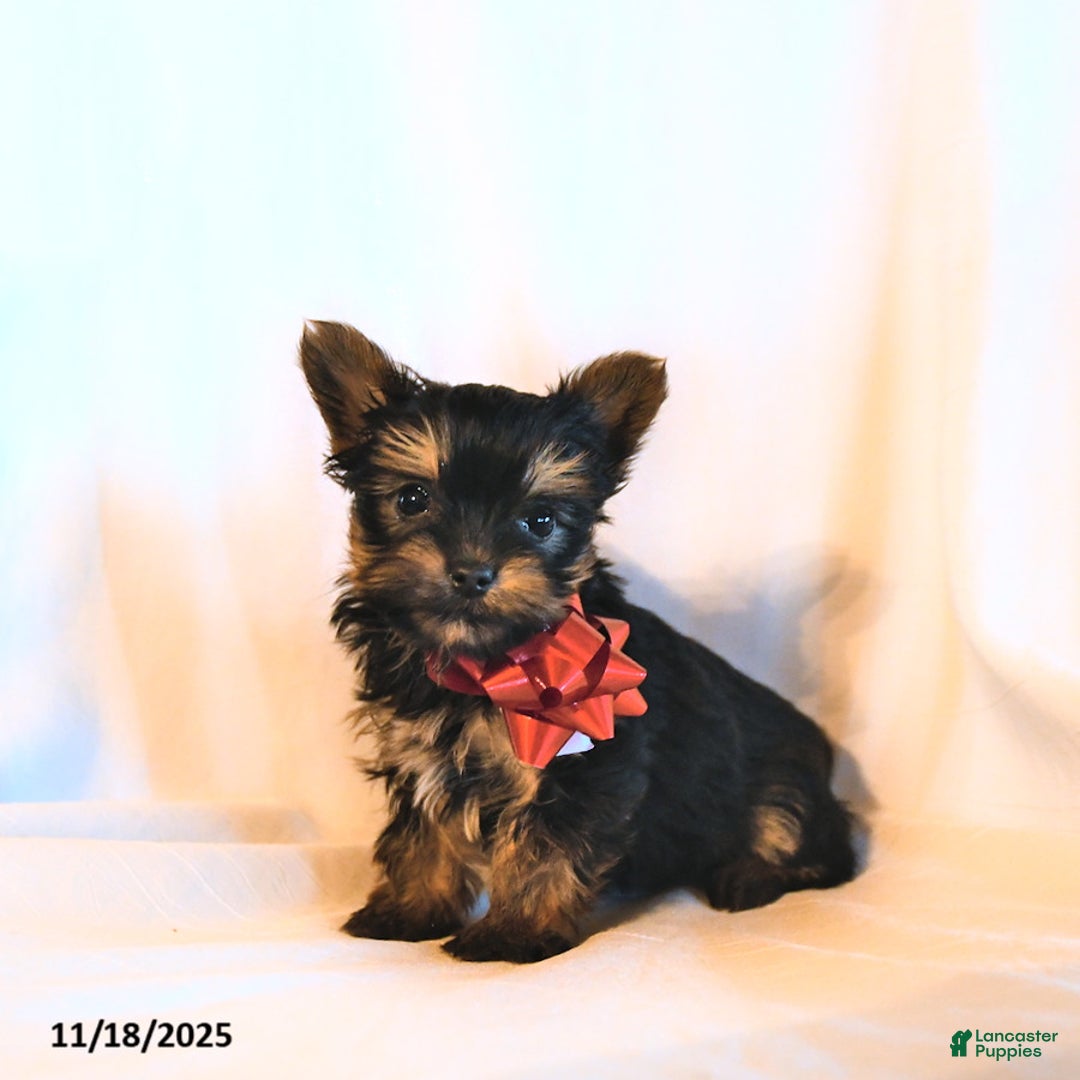 Yorkshire Terrier dogs for sale: Diamond - Ad 2