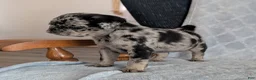 Pug dogs for sale: Chutney - Ad 3