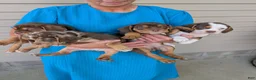 Beabull dogs for sale: Max - Ad 18
