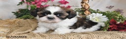 Shih Tzu dogs for sale: Sunshine - Ad 2