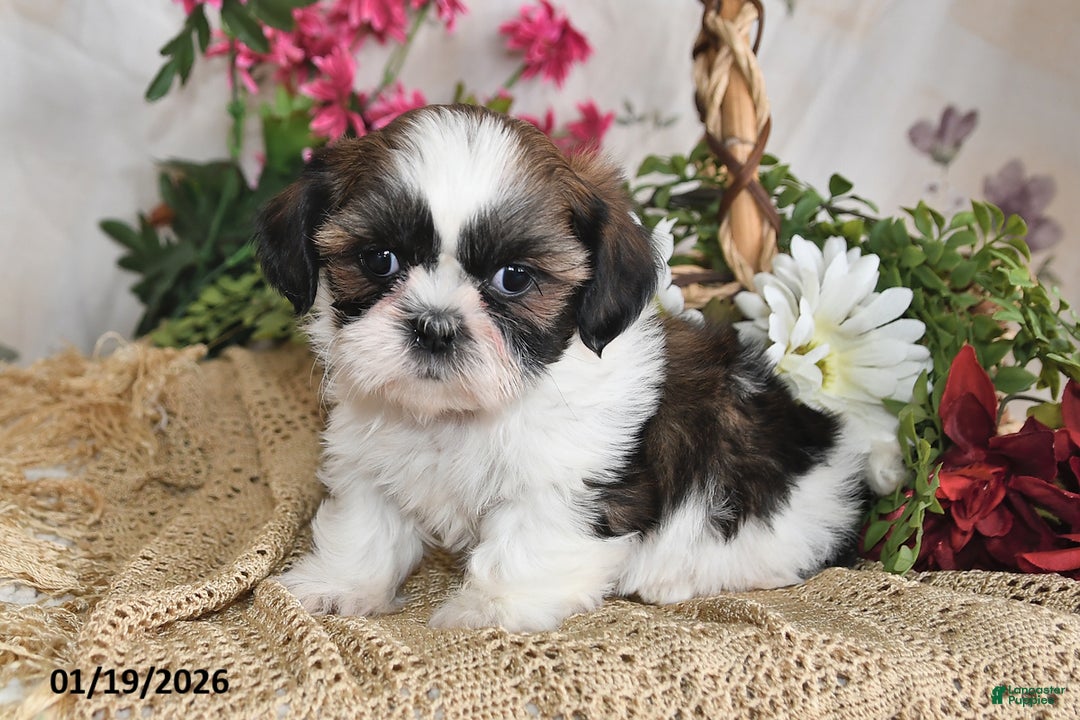 Shih Tzu dogs for sale: Sunshine - Ad 2