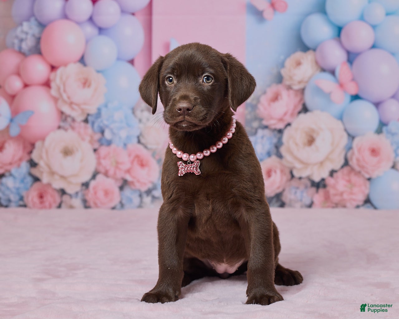Labrador Retriever dogs Holly - Ad 1