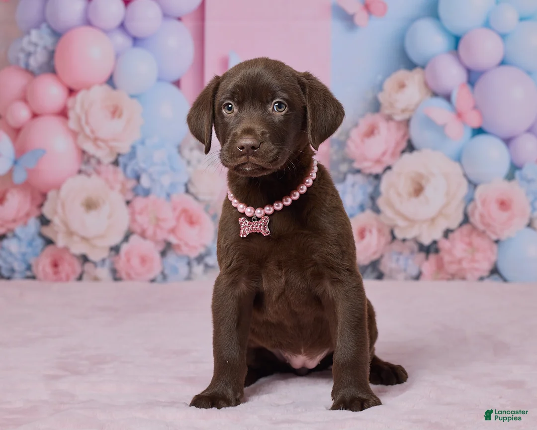 Labrador Retriever dogs for sale: Holly - Ad 1