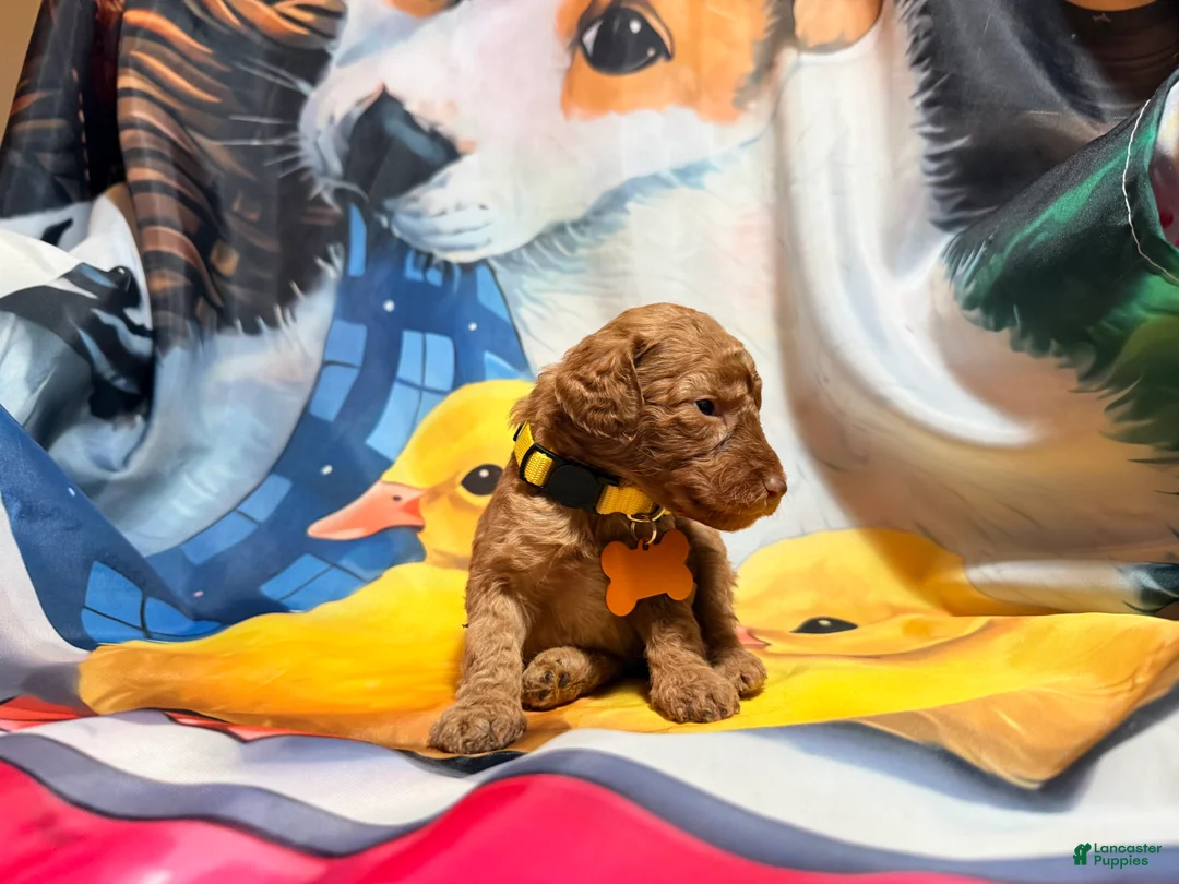 Miniature Poodle dogs for sale: Miniature Poodle Puppy 4 - Ad 2