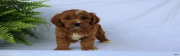 Cavapoo dogs for sale: Sam - Ad 10