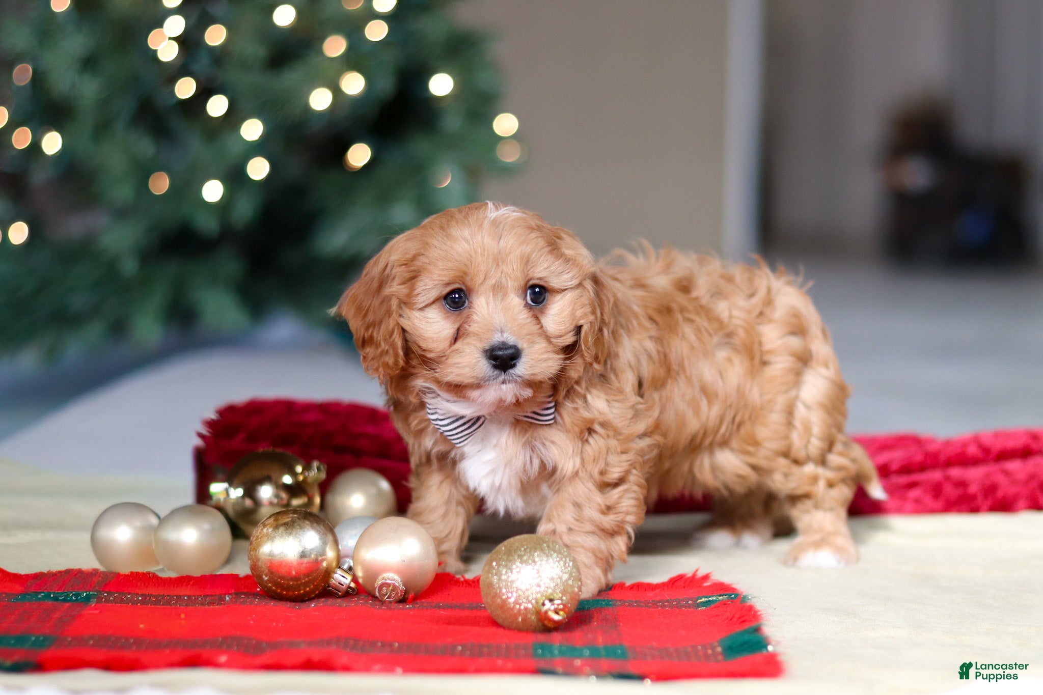 Cavapoo dogs Ollie - Ad 6