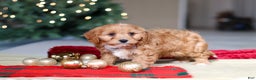 Cavapoo dogs for sale: Ollie - Ad 1