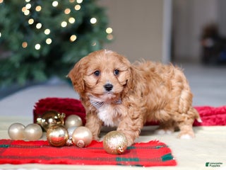 Cavapoo dogs Ollie - Ad 6