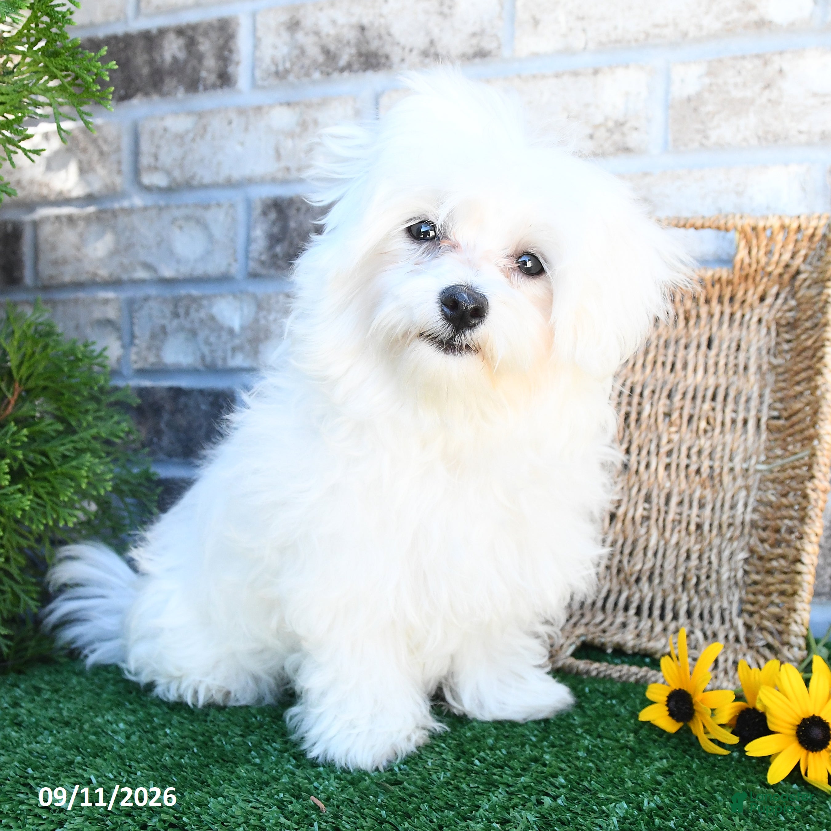 Maltese dogs Betsy - Ad 2