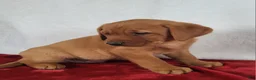 Labrador Retriever dogs for sale: Jasper - Ad 2