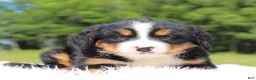 Bernese Mountain Dog dogs for sale: Teddy - Ad 3