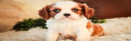 Cavalier King Charles Spaniel dogs for sale: Flora Jo - Ad 7
