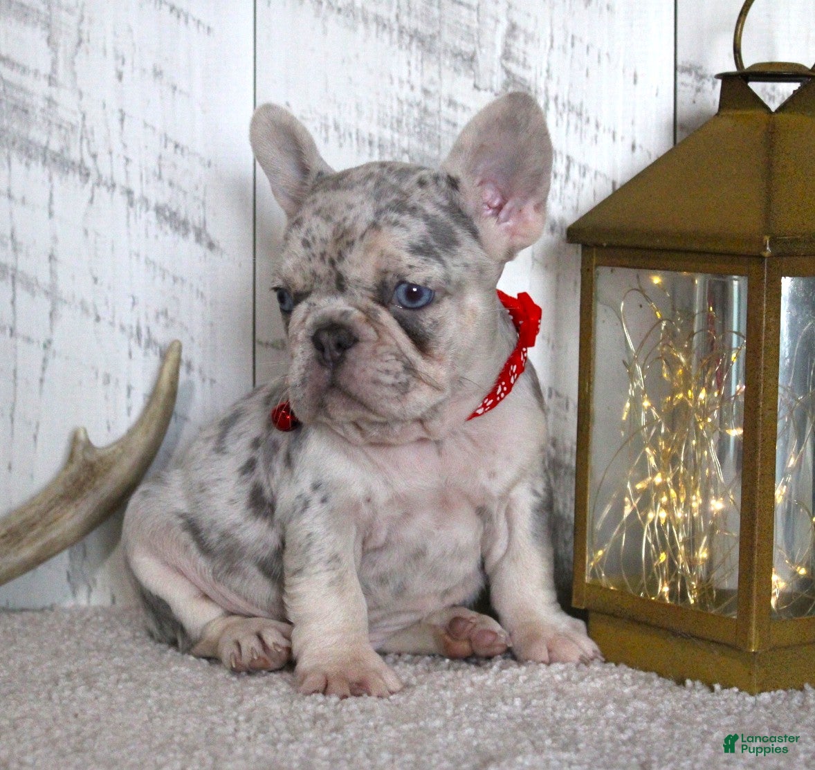 French Bulldog dogs Bryce - Ad 16