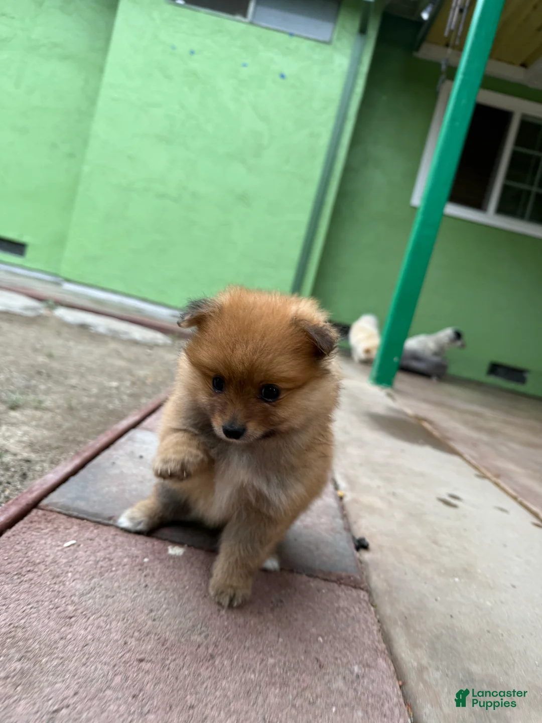 Pomeranian dogs for sale: Coco - Ad 1