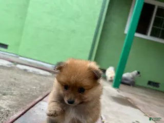 Pomeranian dogs Coco - Ad 13