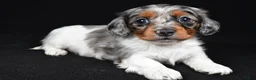 Miniature Dachshund dogs for sale: Cassandra - Ad 7
