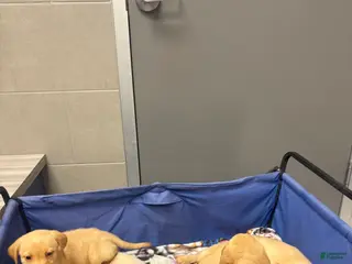 Labrador Retriever dogs Labrador Retriever 4 - Ad 4