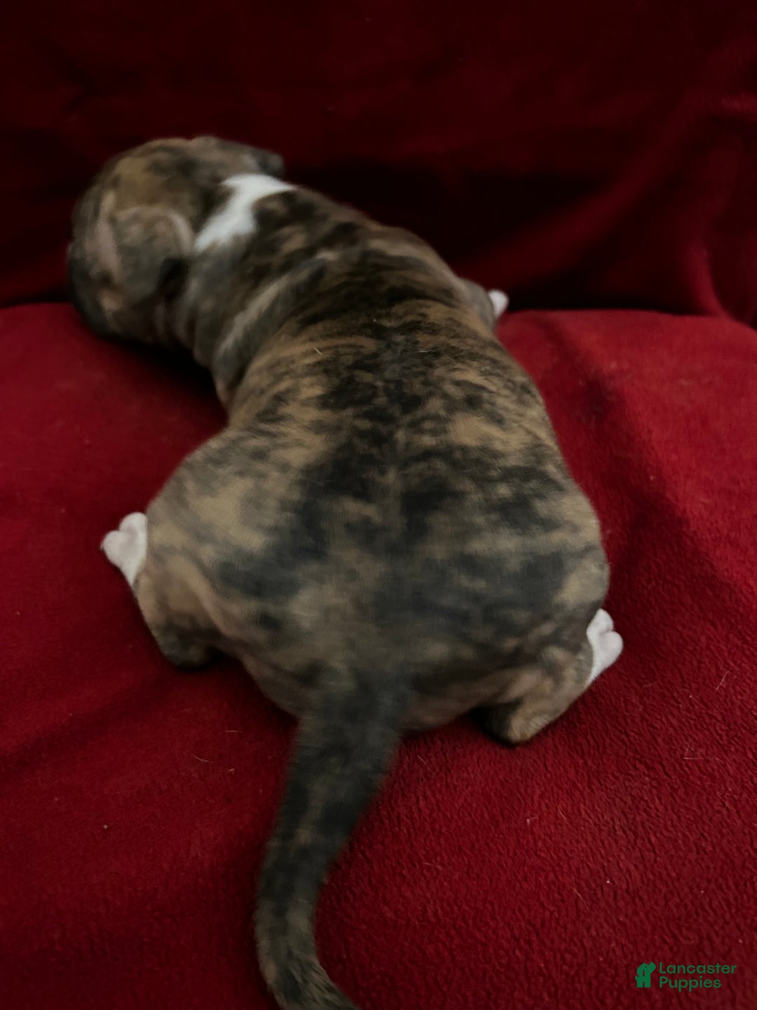 American Bully dogs for sale: American Bully Puppy 3 - Ad 3
