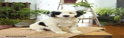 Bernedoodle dogs for sale: Lucy - Ad 3